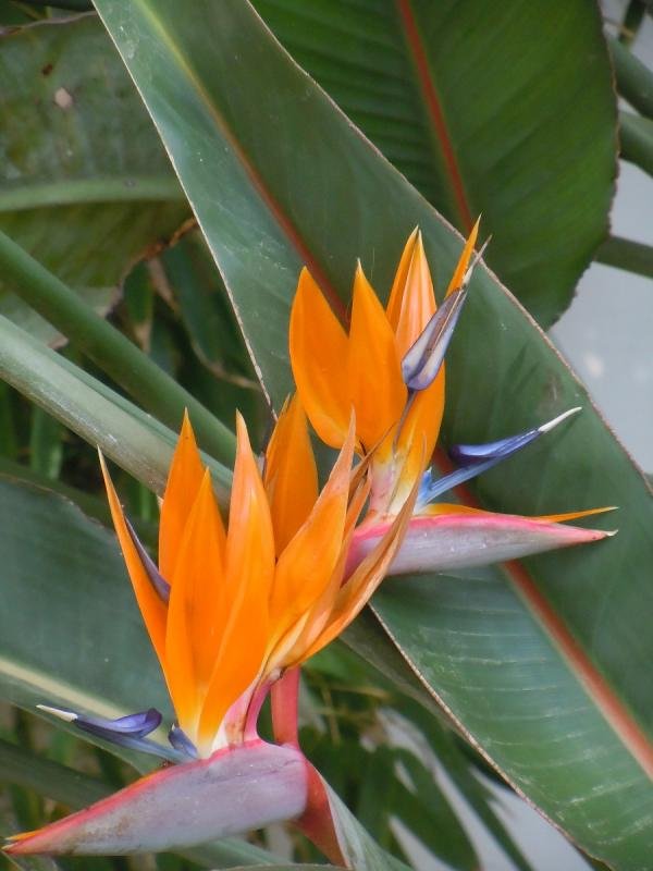 Birds of Paradise